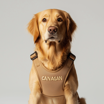 Animal harnesses