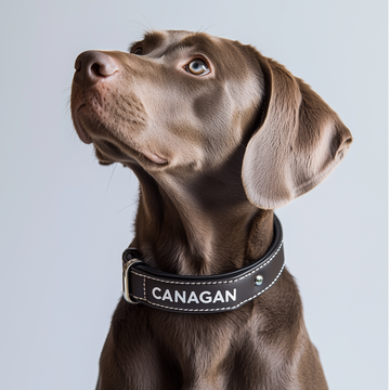 Collars for animals